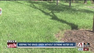 Keeping grass green without extreme water user