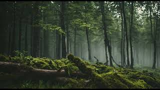 Relaxing rain and strom | Forest Tempest: Serene Storm Symphony | 8H
