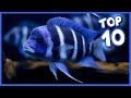 Top 10 most gorgeous cichlid fish