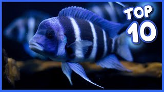 Top 10 Most Gorgeous Cichlid Fish