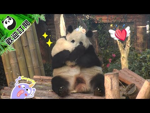 《熊貓早晚安》媽媽的乖寶貝 | iPanda Channel
