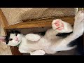 【猫ライブ】猫庭Live@てしま旅館 [Cat live]「Cat garden JAPAN」