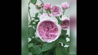Olivia 36 inch tree rose review, David Austin rose, light pink rose, 2021 best rose, hoa hồng Olivia