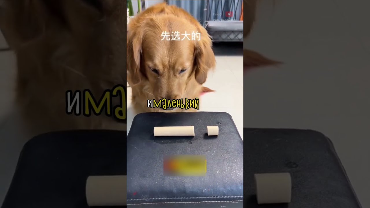 У этого Пса Большое Сердце ❤️