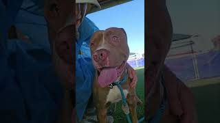Meet timestamped Brownie! Acctphilly.org