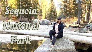 Sequoia National Park | General Sherman Tree + Tokopah Falls
