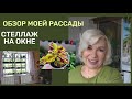 Поставила стеллаж на окно. Обзор моей рассады.Как выросли вегетативные черенки.@SubTatiana LIFEVLOG