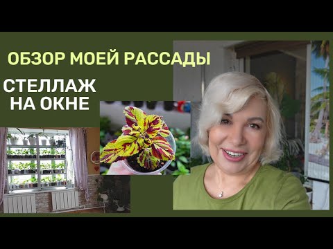 Поставила стеллаж на окно. Обзор моей рассады.Как выросли вегетативные черенки.@SubTatiana