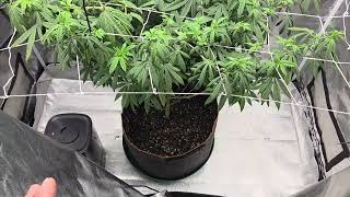 Lambs Breath 'the fire' 