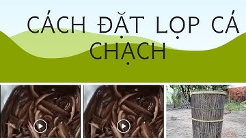 Cách đặt lọp cá chạch đồng #cachdatlopcachach