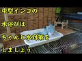 【中型インコ】オキナインコの水浴びがぎこちない