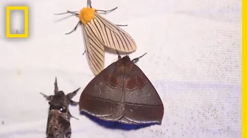 Does cedar actually repel moths?