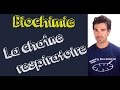 Cours de biochimie la chane respiratoire