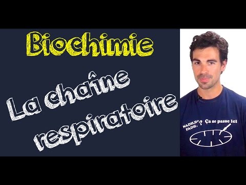 Cours de biochimie: la chaîne respiratoire