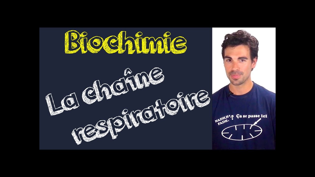 Cours de biochimie: la chaîne respiratoire