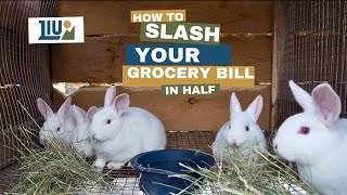 How to Lower Your Grocery Bill in Half!! Raising Meat Rabbits