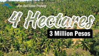 VLOG#112 | 4 Hectares | 3 Million Pesos | Along Brgy. Road | With Return Of Investment | 70 per SQM.