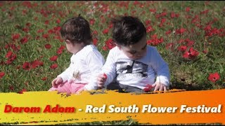 Red South Flower Festival - Celebrating The Red Anemone at Israel's Negev Desert