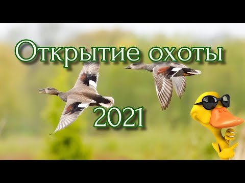Открытие сезона охоты 2021  Норма добыта!