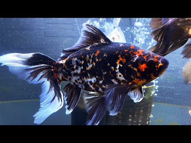 A giant goldfish like Red Hare - YouTube