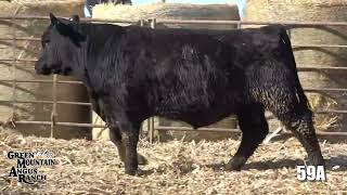 Green Mountain Angus Lot 59A
