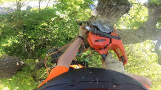 Two rotten brothers - Decayed oak and ash tree removal