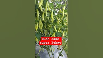 TIFS BIAR CABE LEBAT🌶️#pertanian#shorts#vidioviral#petanicabe