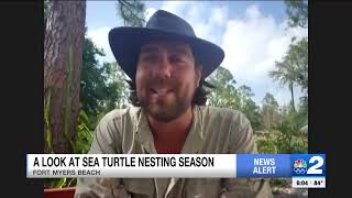 Sea turtle nesting season here in Southwest Florida