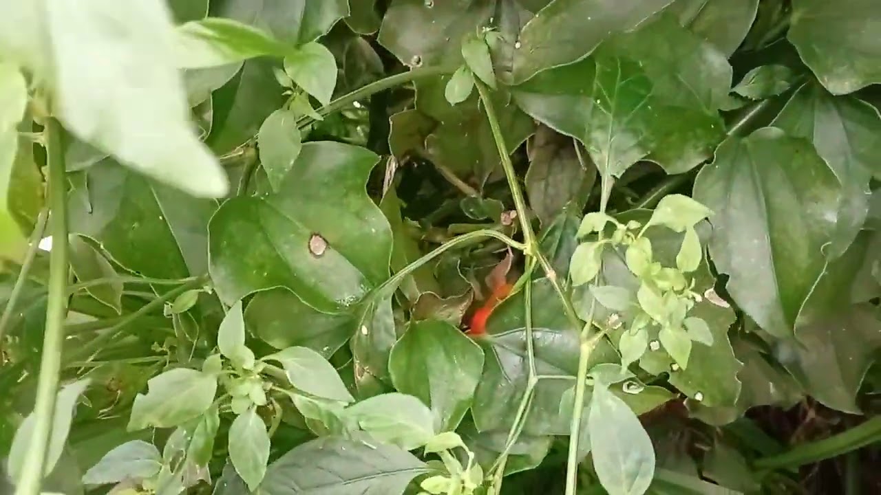 Minha pimenta cambuci