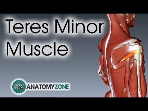 Teres Minor | Muscle Anatomy