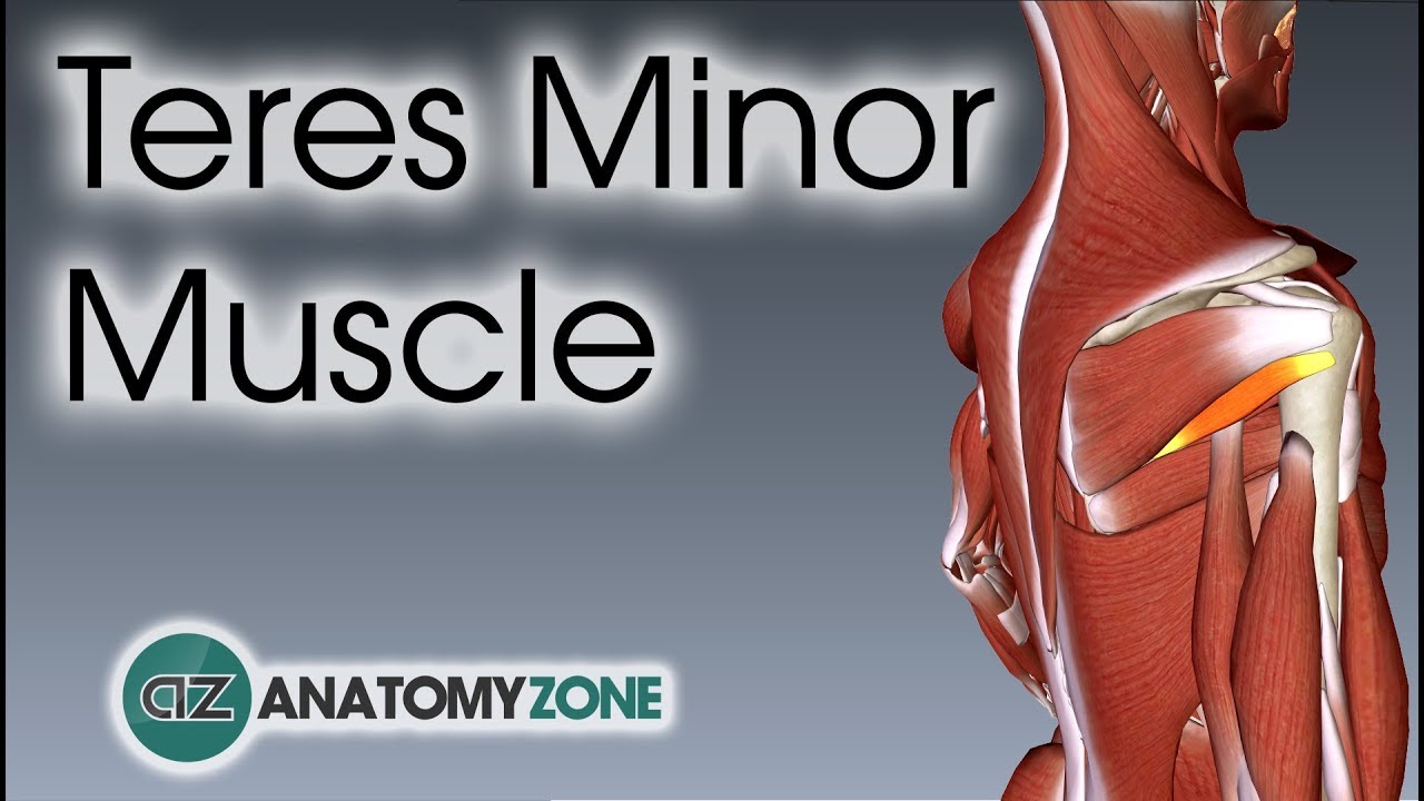 Teres Minor | Muscle Anatomy - YouTube