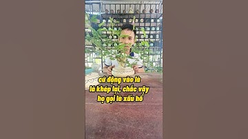 Cây Xấu Hổ Hay Là Trinh Nữ Vậy Các Bạn #cayxauho #trinhnu #namxelan90 #caymini #caytihon #trongcay