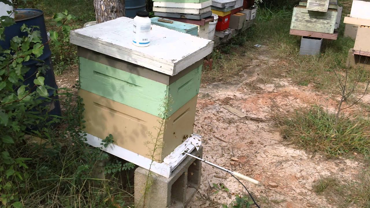 OA-treatment for mite control beetlejuice