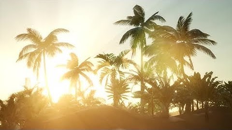 Sunset Beams Through Palm Trees | Motion Graphics - Videohive template