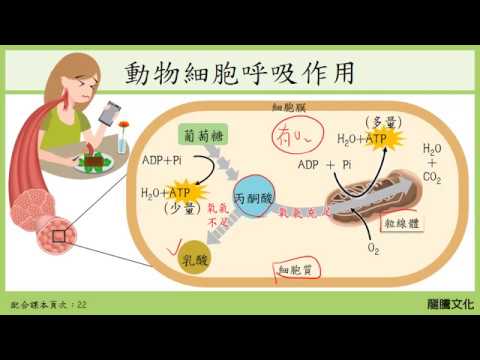 108基生1-2細胞及能量_2光合作用與呼吸作用