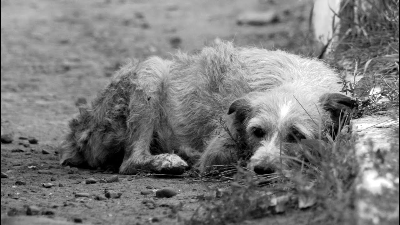В пустынном заброшенном доме верный пес лежал на цепи, ожидая своего ...