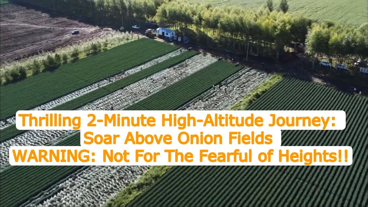 2-Min High -Altitude Journey: Soar Above Onion Fields #onions#drone # ...