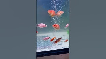 Cá Ranchu bị nghiện mấy con heo nước ranchu này