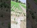 I #can't agriculture #big my new life