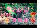 【想いションガネー(うむいしょんがね):歌詞付き】唄:饒辺勝子 沖縄民謡の名曲シリーズ