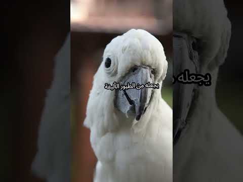 اكتشف طيور أستراليا الأكثر إثارة طيور