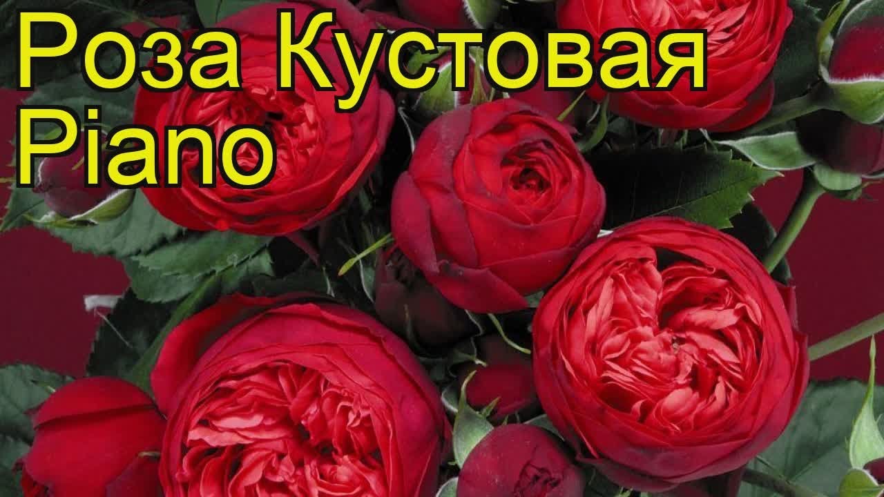 Роза Ред Пиано Фото