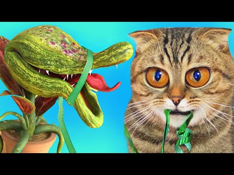 ВОЛШЕБНЫЙ КОТ В РЕАЛЬНОЙ ЖИЗНИ