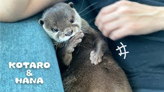 カワウソコタローとハナ　オヤジ化が止まらないコタロー　Otter Kotaro&Hana Belly Scratch and Sniff Paws
