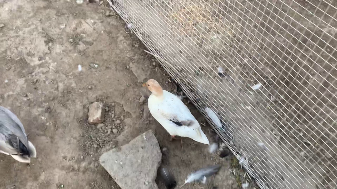 Call Duck first time come at Kirmani Breeding farm