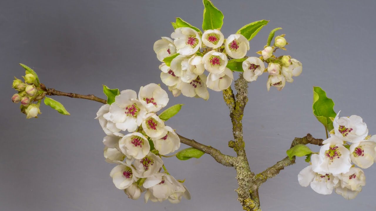 Starting a pear tree bonsai