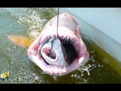 衝撃 サメの中から発見された奇妙な物体８選 Youtube