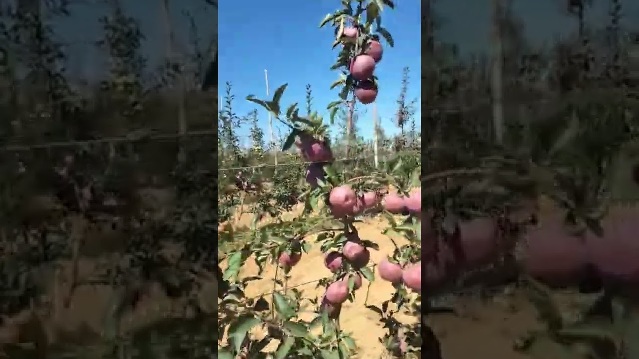 صنف تفاح ممتاز مع بعض نصائح ميدانية لمدير مشتل معترف به من وزارة الفلاحة