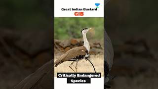 Critically Endangered Birds of India – Great Indian Bustard | UPSC Species in News 2025 | Mukesh Jha