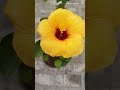 Hibiscus, Gurhal #shortsfeed #shortsfeed #trendingshorts #flowrrs#flower#hibiscus #gurhal